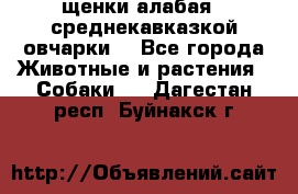 щенки алабая ( среднекавказкой овчарки) - Все города Животные и растения » Собаки   . Дагестан респ.,Буйнакск г.